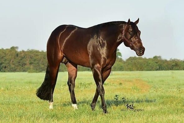 Chocolate After Dark