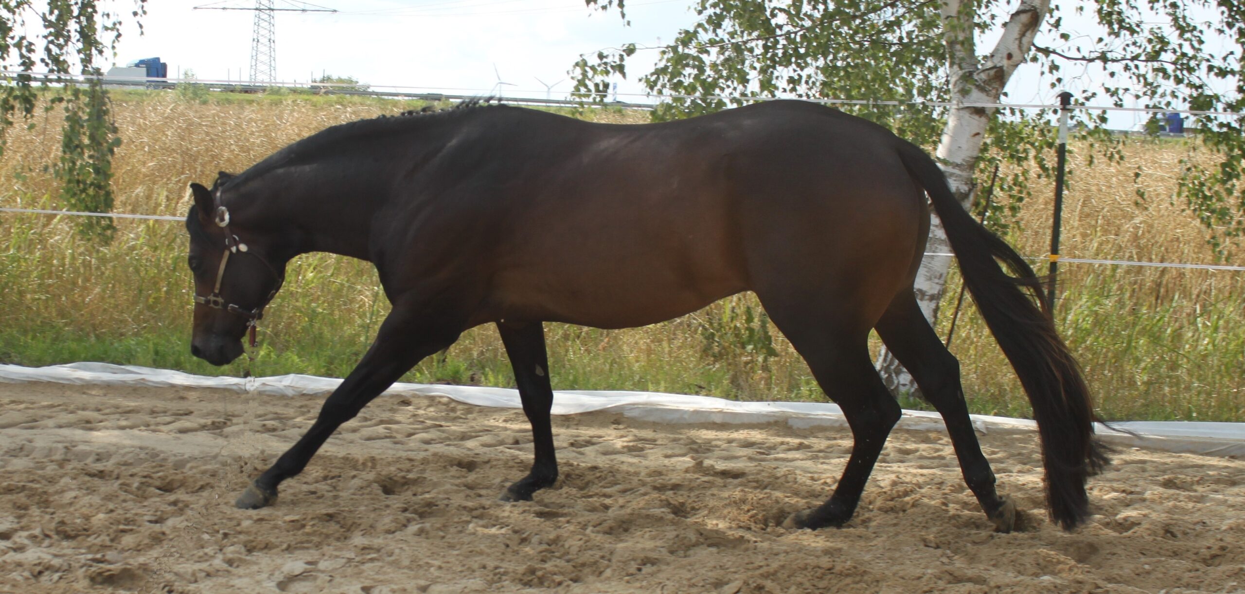 TFR A Wisely Dream - Image 4