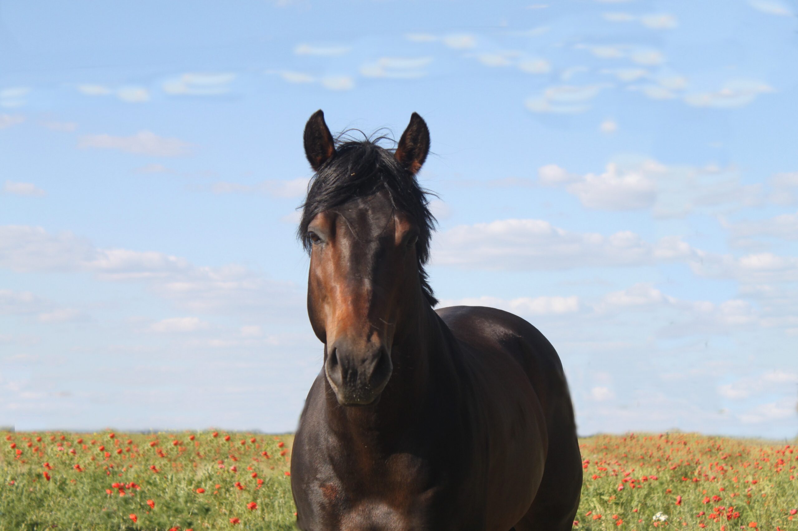 TFR A Wisely Dream - Image 2