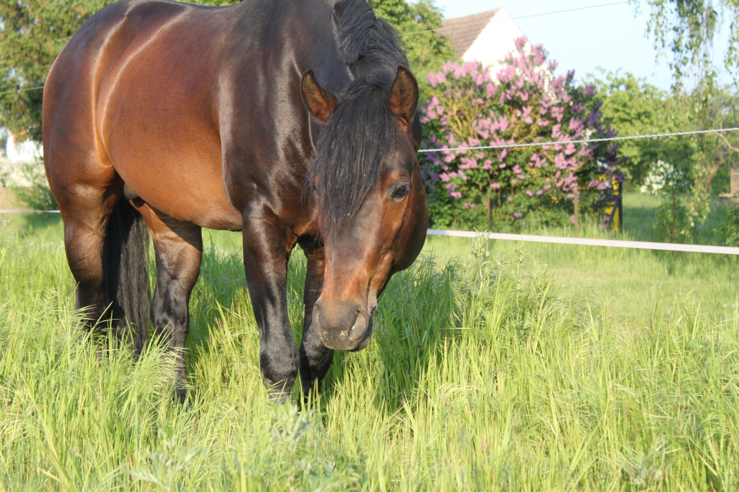 TFR A Wisely Dream - Image 3