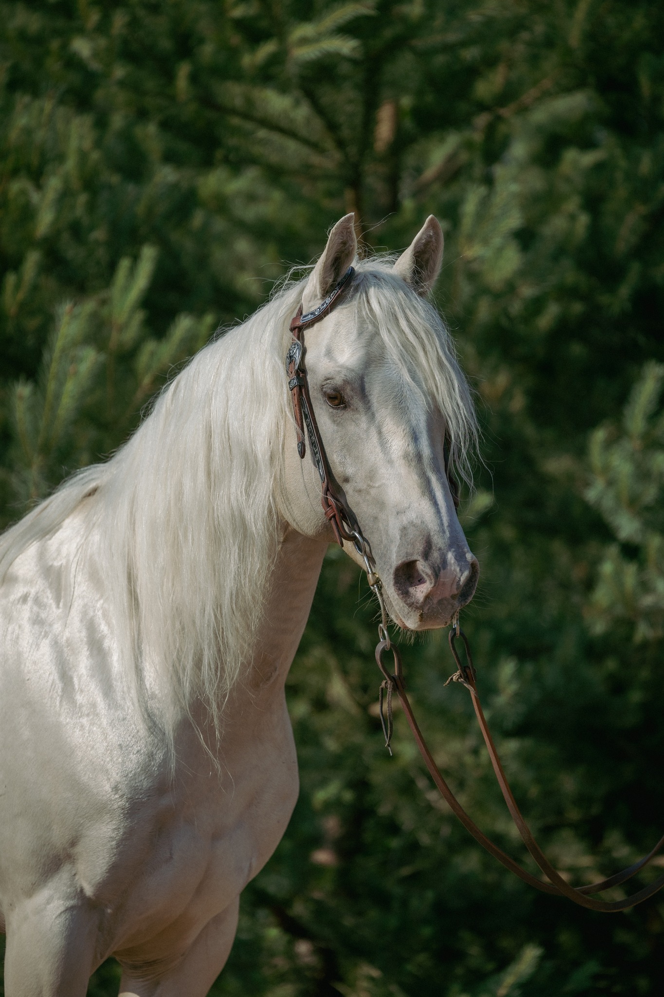 Pocos Hollywood Ice - Image 3