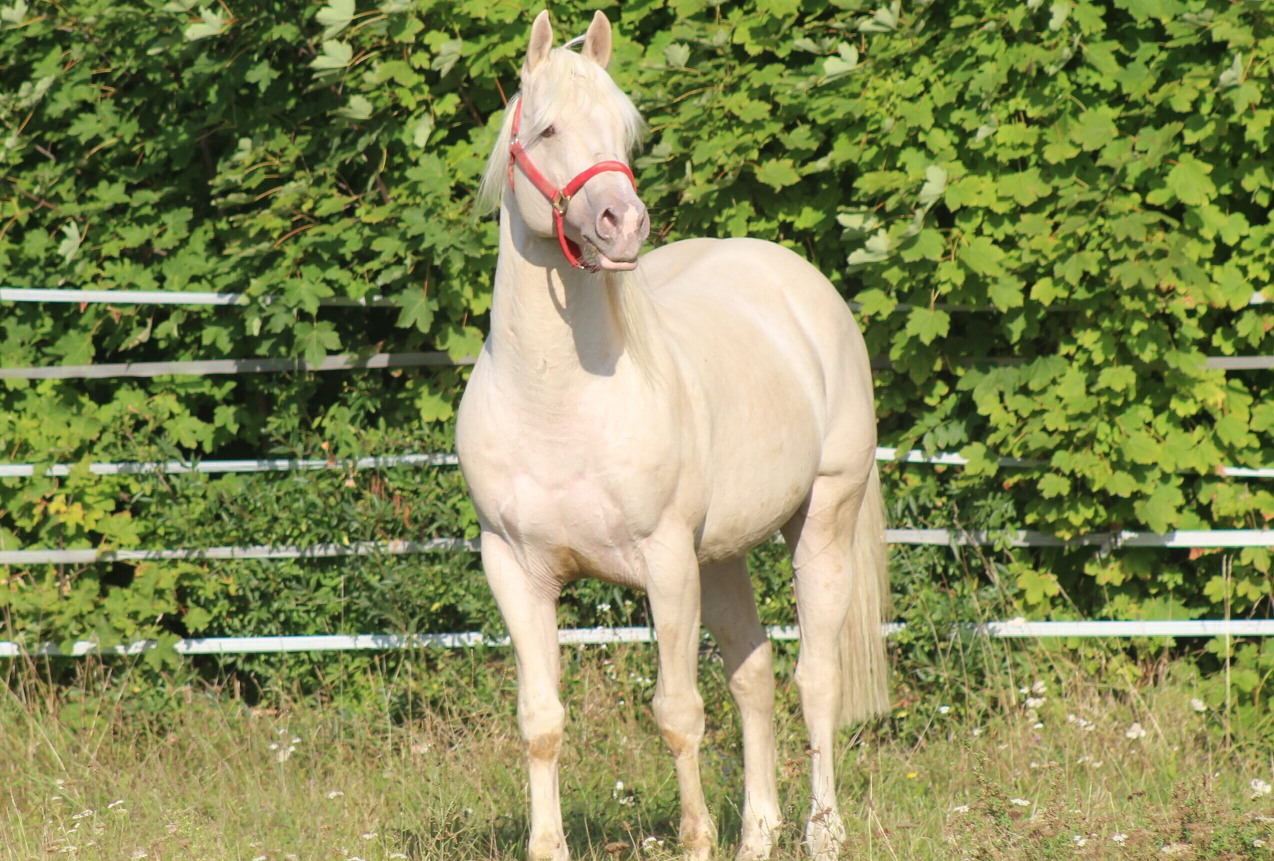 Pocos Hollywood Ice - Image 2