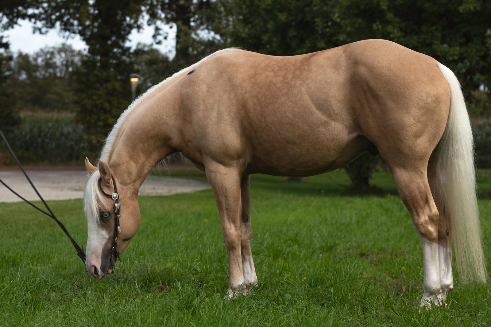 Chics Royal Chiligun - Image 4